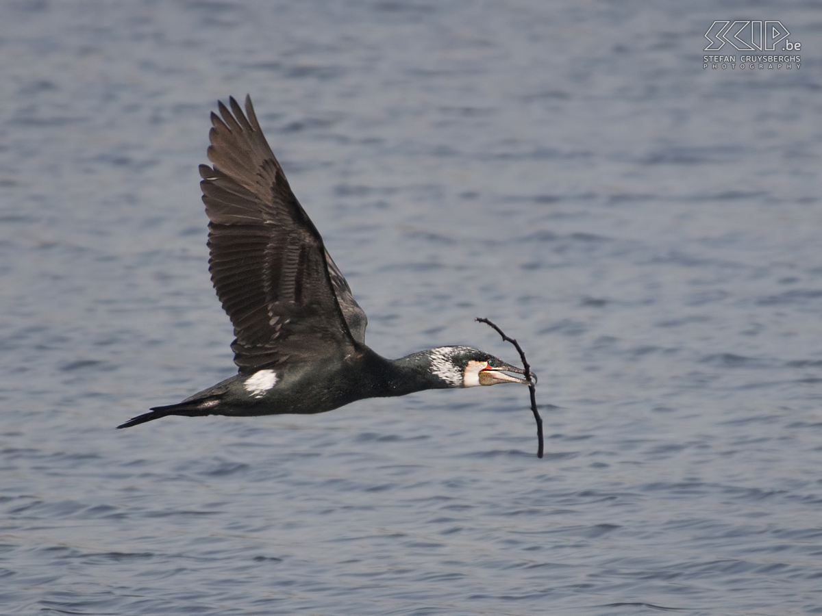 Zealand - Great Cormorant Photos of a day bird watching in Zealand (The Netherlands) Stefan Cruysberghs